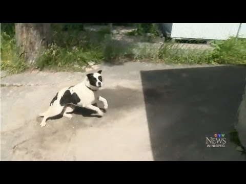 Running black and white dog on pavement