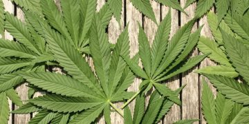 Green cannabis leaves on wooden background