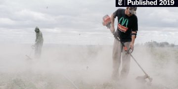 Workers using grass trimmers in a dusty field.