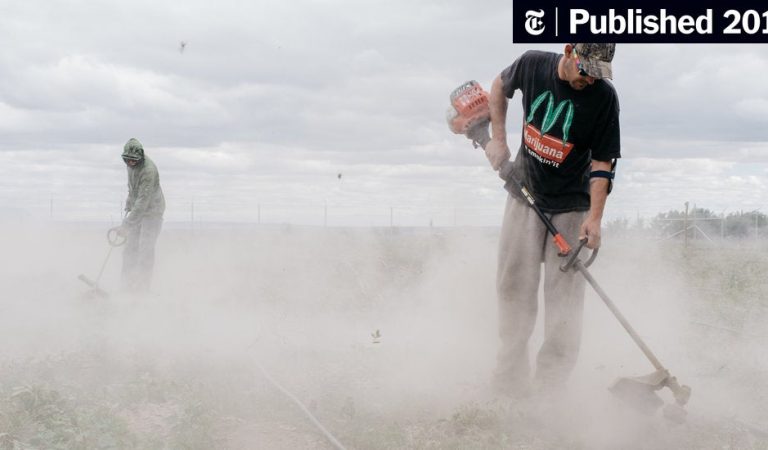 From Reefer Madness to Righteous Highs: The Epic Saga of Stoner Heaven