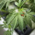 Close-up of cannabis plant leaves