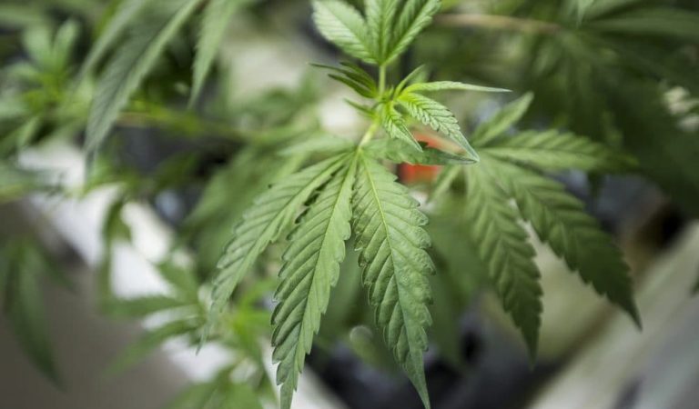 Cannabis Expert Spills the Beans: Cancer Care or Chill Pill?