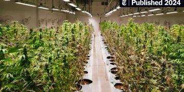 Indoor cannabis plants in a cultivation facility.