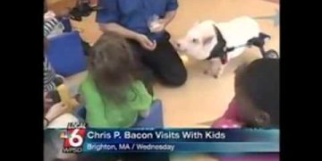 Pig with wheelchair visiting children in Brighton