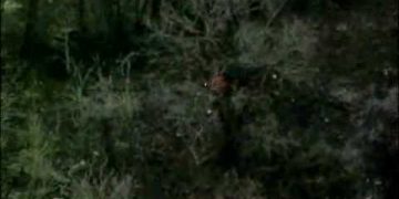 Forest floor with greenery and underbrush