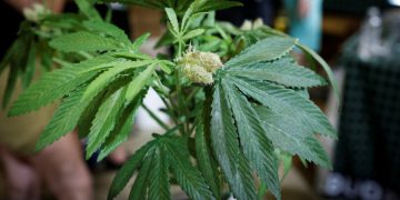 Close-up of a cannabis plant with leaves.