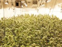 Indoor cannabis cultivation with artificial lighting.