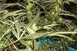 Close-up of cannabis plant leaves and buds.