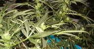 Close-up of cannabis plant leaves and buds.