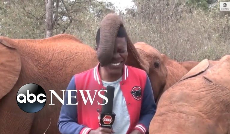 Baby elephant interrupts reporter’s piece to camera