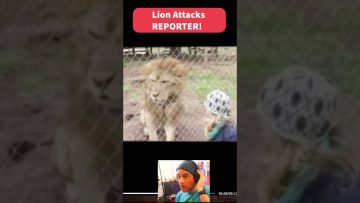 Lion behind fence with person nearby.