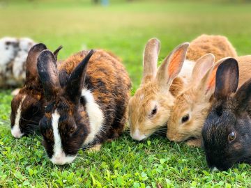 Group of rabbits grazing on grass