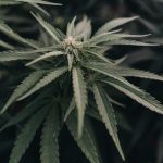 Close-up of green cannabis plant leaves