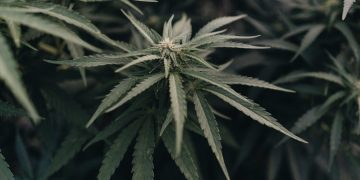 Close-up of green cannabis plant leaves