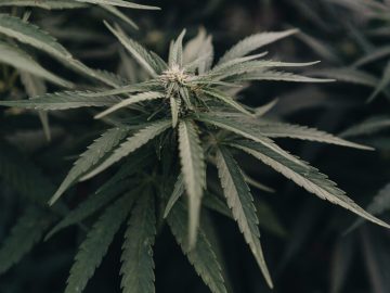 Close-up of green cannabis plant leaves