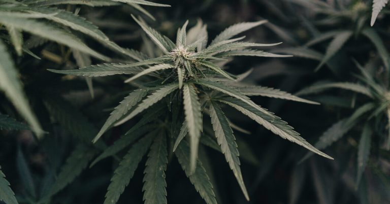 Close-up of green cannabis plant leaves
