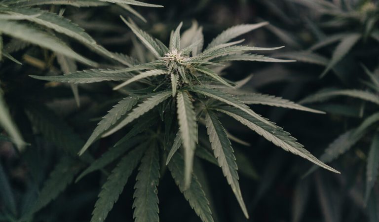 Biden’s Pot Policy: Finally a High Point in Politics!