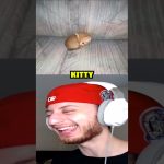 Laughing man watching a kitten on screen.
