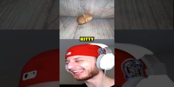 Laughing man watching a kitten on screen.