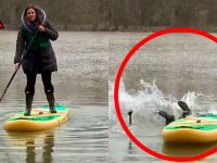 Woman paddleboarding, falling into water