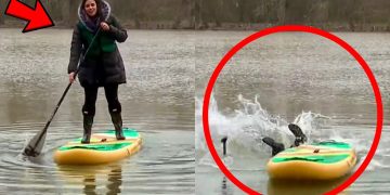 Woman paddleboarding, falling into water