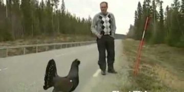Man and grouse on roadside.