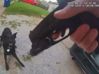 Officer holding gun, dog showing teeth on driveway.