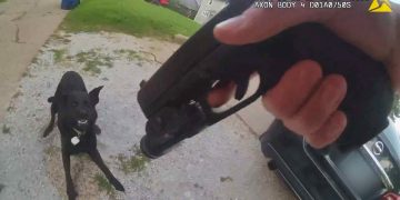 Officer holding gun, dog showing teeth on driveway.
