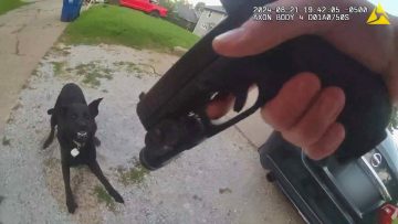 Officer holding gun, dog showing teeth on driveway.