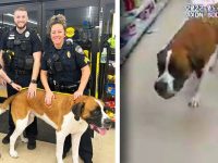 Police officers with a Saint Bernard in store