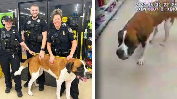 Police officers with a Saint Bernard in store