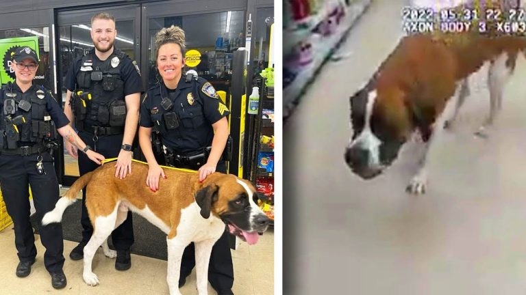 Police officers with a Saint Bernard in store
