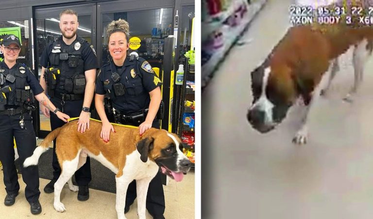 Giant Dog Refused to Leave Dollar Store