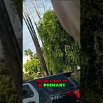Police car by trees and palm trees on street.