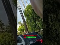 Police car by trees and palm trees on street.