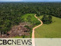 Aerial view of forest with deforested area