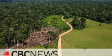 Aerial view of forest with deforested area