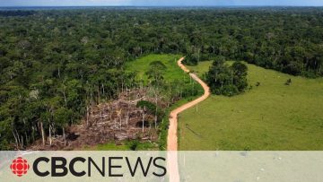 Aerial view of forest with deforested area