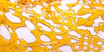 Golden cannabis shatter close-up, translucent texture.