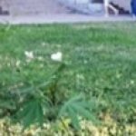 Green grass in urban setting