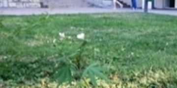Green grass in urban setting