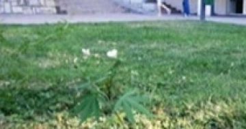 Green grass in urban setting