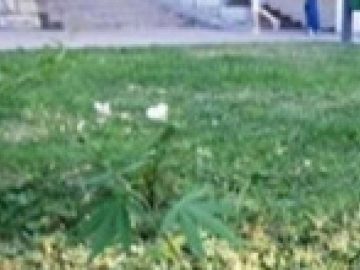 Green grass in urban setting