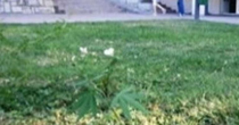 Green grass in urban setting