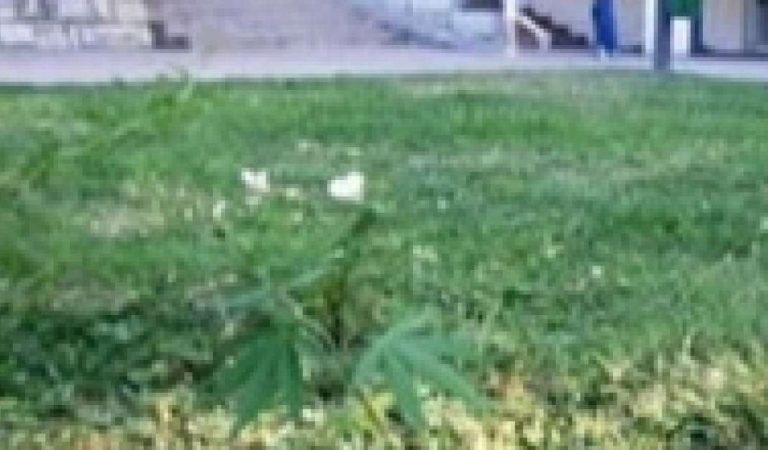 Cops Can’t Smell the Weed at Their Own Doorstep? Genius! Cops Can’t Smell the Weed at Their Own Doorstep? Genius!